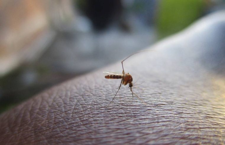 SLP se acerca peligrosamente al millar de casos de dengue