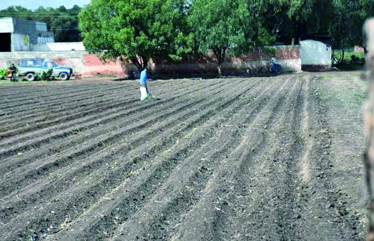Desbordamiento del Río Santiago siniestró más de 400 hectáreas agrícolas en Soledad