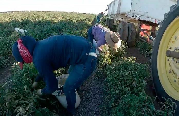 Trtan como esclavos a indocumentados que usan como trabajadores agrícolas en SLP