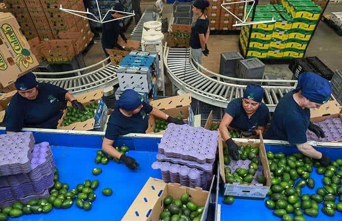 El aguacate y el tequila, en riesgo por amenazas