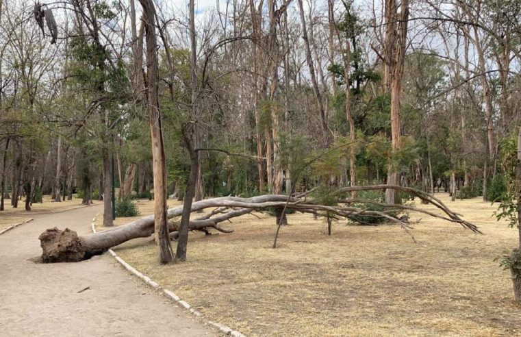 Ordenó juez a Gobierno del Estado, no derribar un solo árbol del parque de Morales